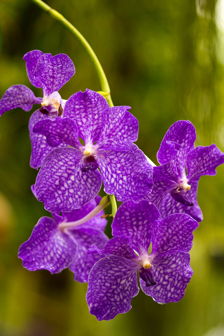 Orchideehoeve 2010