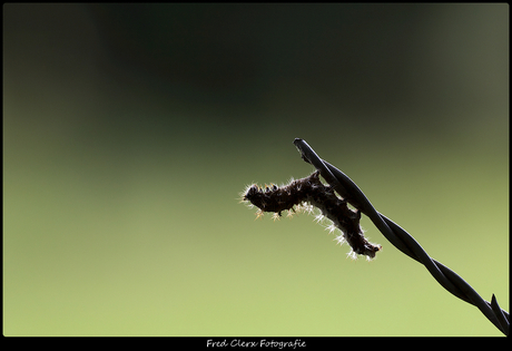 Rups in tegenlicht