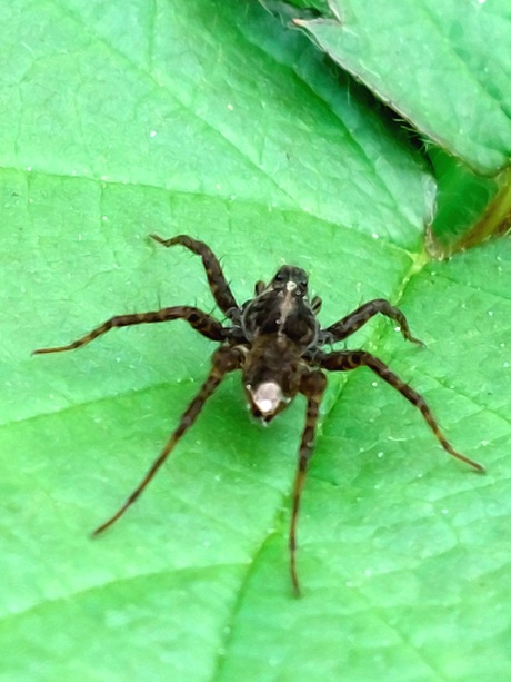 Pardosa