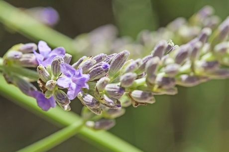Lavendel(1)