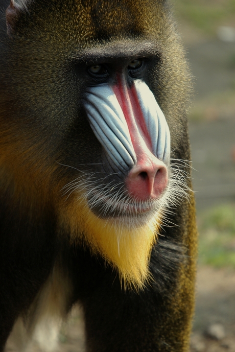 mandrill