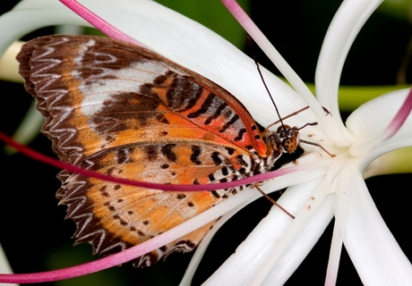 Vlindertuin Artis