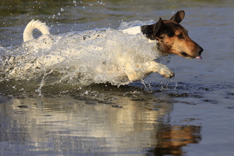 DIVING DOGGY