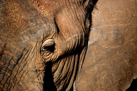 Detailed elephant