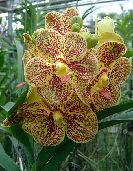 Gevlekte Orchidee