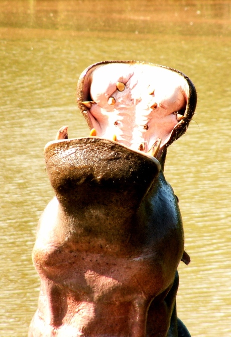 Nijlpaard in Zuid Afrika