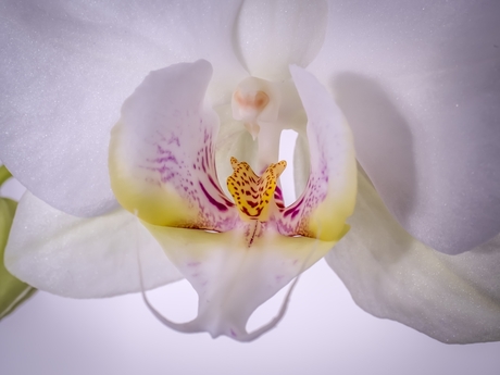 Orchidee van dichtbij