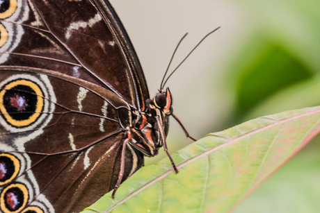 Morpho vlinder