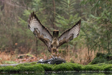 Buizerd stijgt op