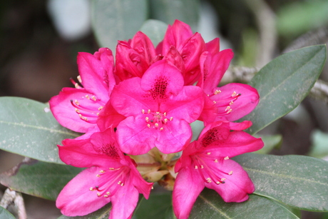 IMG_6758.JPG Rhododendron
