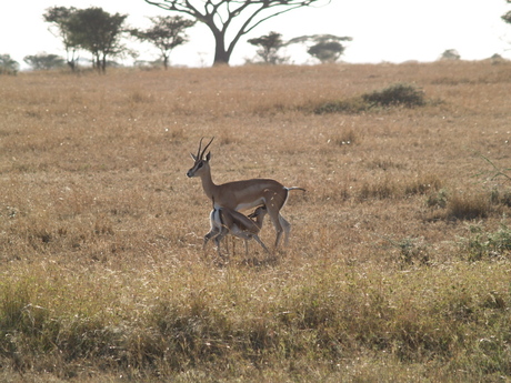 Grant's Gazelle in Serengeti
