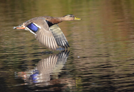 Wild Duck.