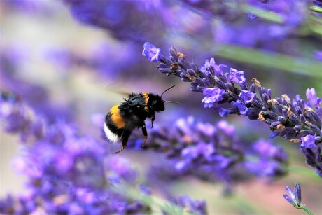 Maya op weg naar lavendel