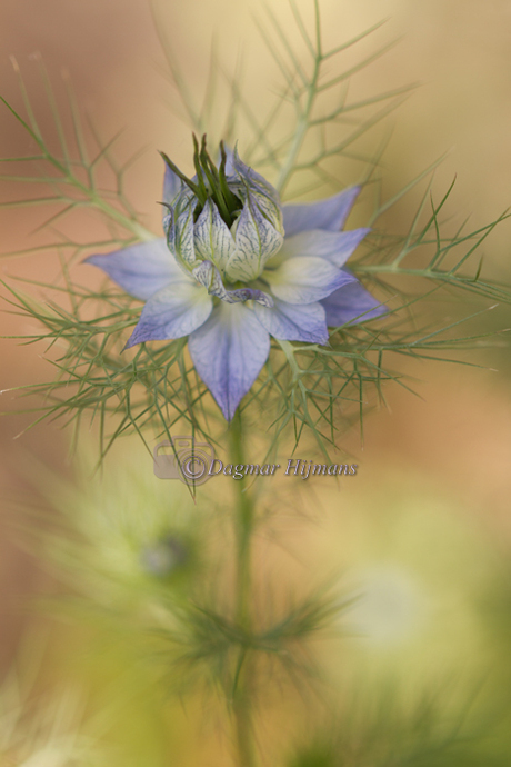 Love in a mist 'soft colors'