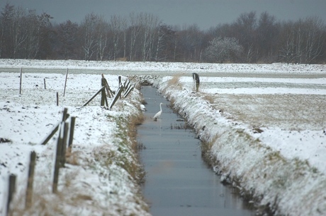 Grote zilverreiger in de polder