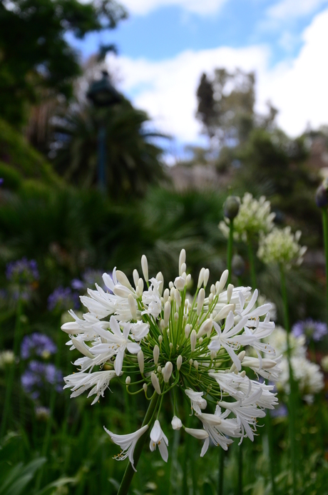 Malaga garden