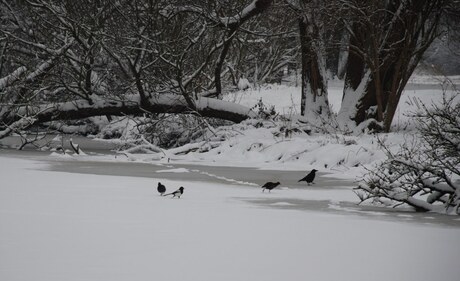 Winter Delftse Hout 2010