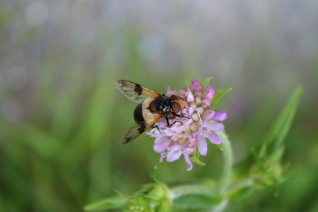 Bij op bloem