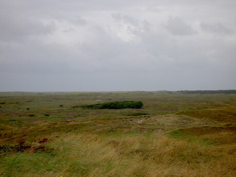 Kruipend groen over de woeste vlakte van Texel