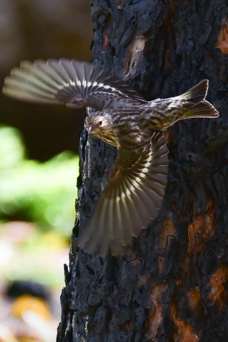 Pine Siskin (Spinus pinus)