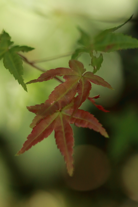 Beautiful leaves