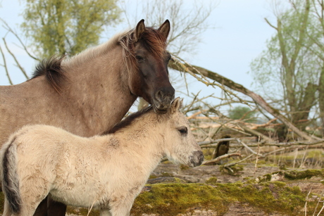 konikpaard met veulen.JPG