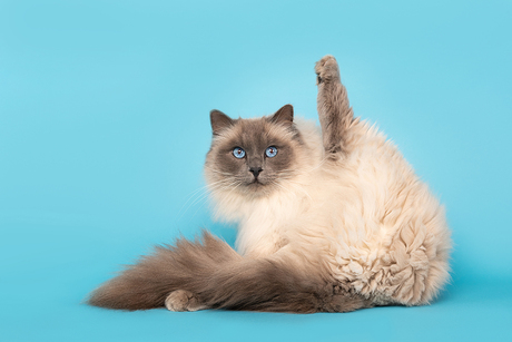 Ragdoll kat in yoga pose