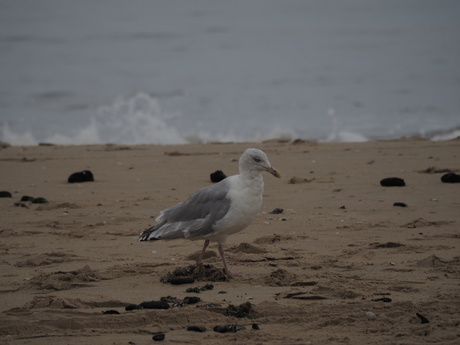 OI000212Meeuw aan het strand van Hargen