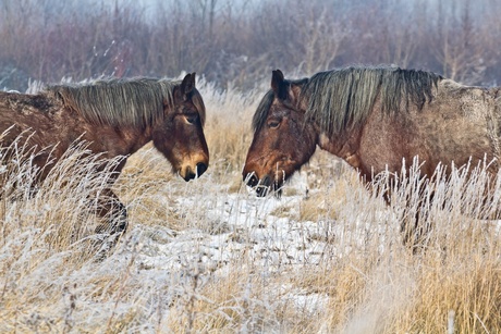 2 paarden in de sneeuw