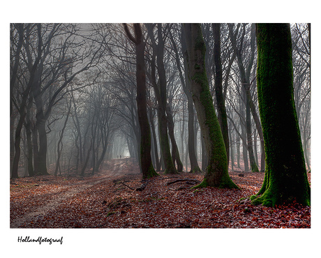 bos van de dansende bomen