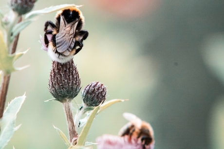 Aardhommel