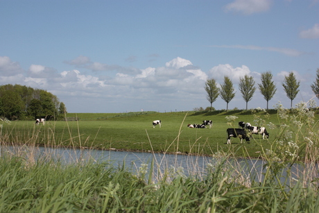 hollands landschap