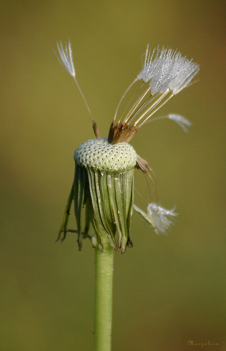 Paardenbloem