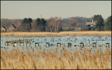 Vogelplas