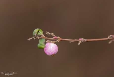 Natuur pracht