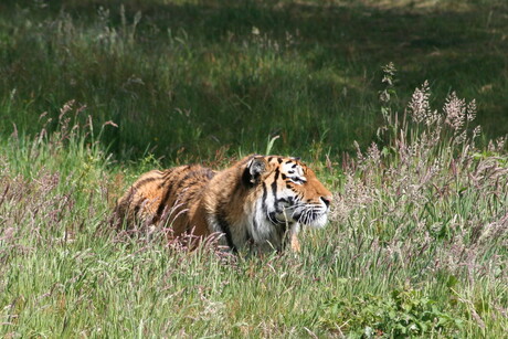 Tijger in hinderlaag