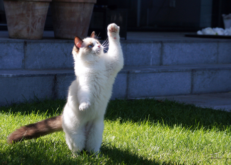 Bowie de Dancing Cat