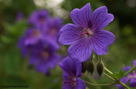 Mooi Bloemetje