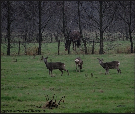 Reeên in de natuur.