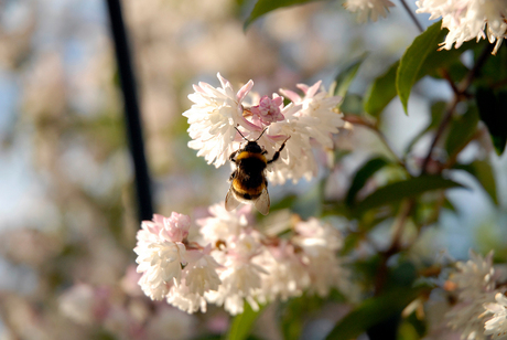 Een hommel in mijn hof!!!