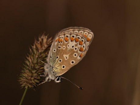 model vlindertje