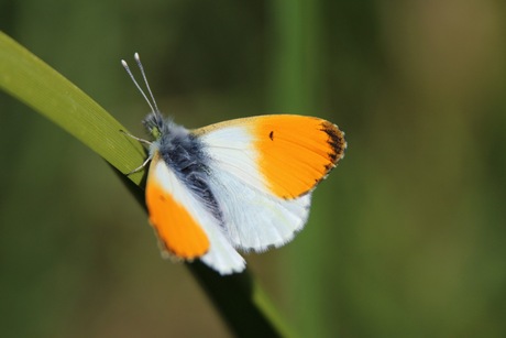 oranjetipje