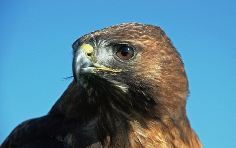 Roodstaartbuizerd