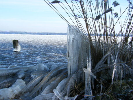 ijsafzetting op het riet