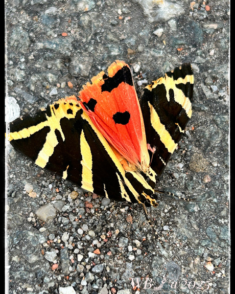 Spaanse Vlag (vlinder)