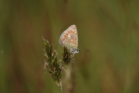 Het icarusblauwtje, een mooi vlindertje van bij ons