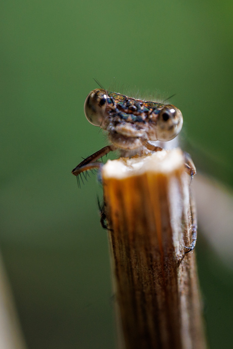 Portret van een juffer