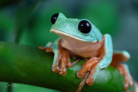 Agalychnis moreletti 