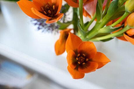 Oranje bloemen