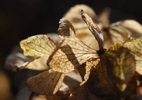 Verdroogd blad